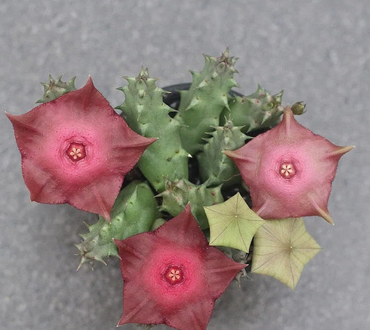 Huernia Raspberry 10 Pieces Seeds