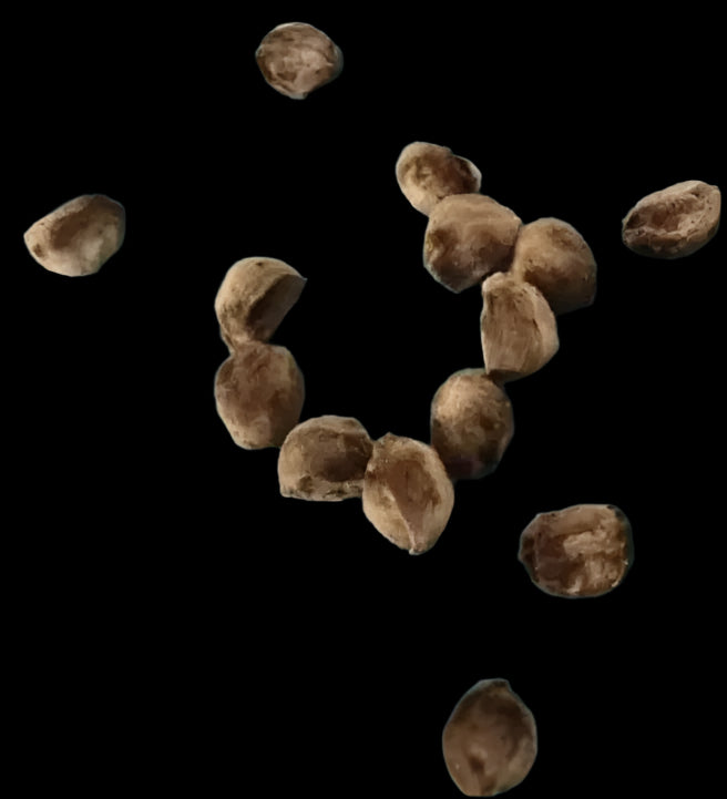 Ipomoea holubii 5 Pieces Seeds
