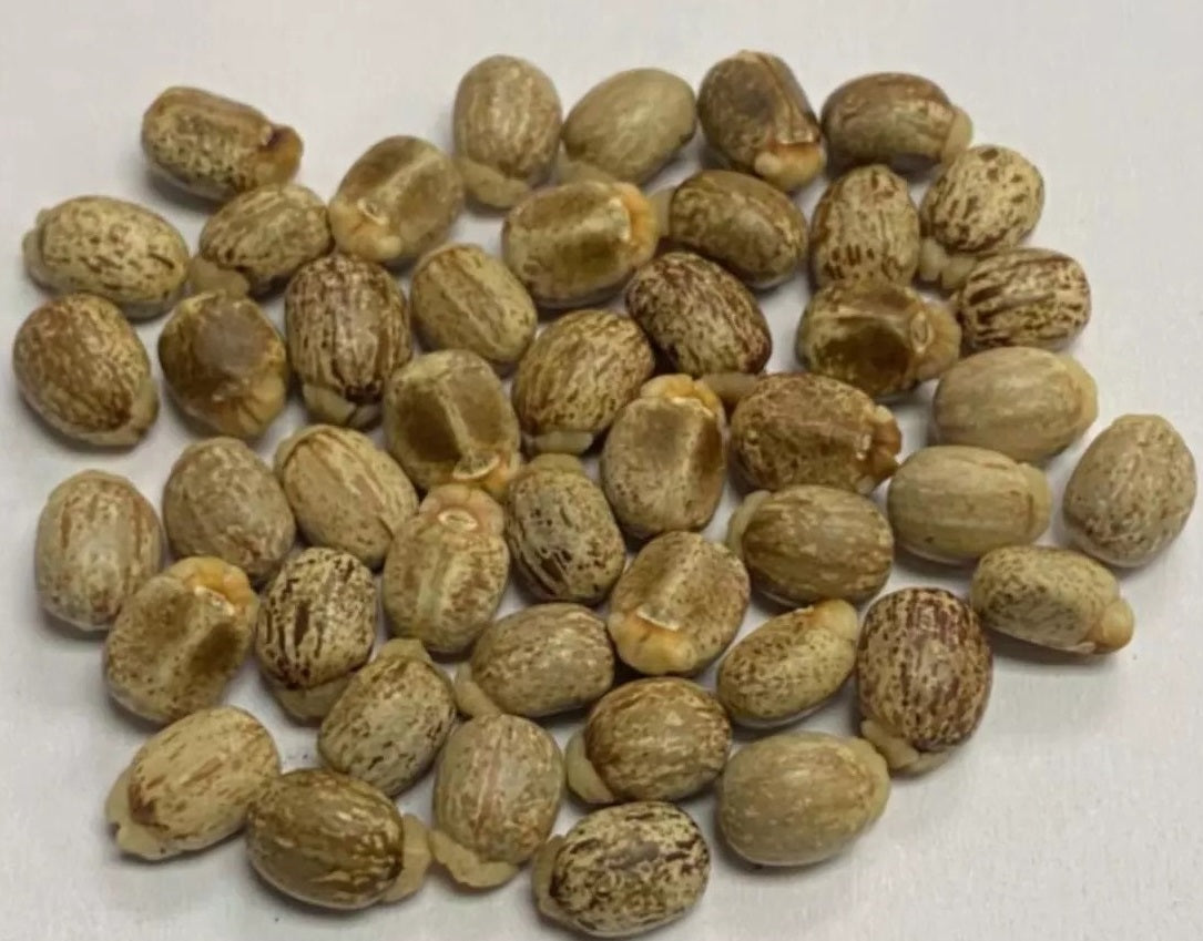 Jatropha berlandieri 10 Pieces Seeds