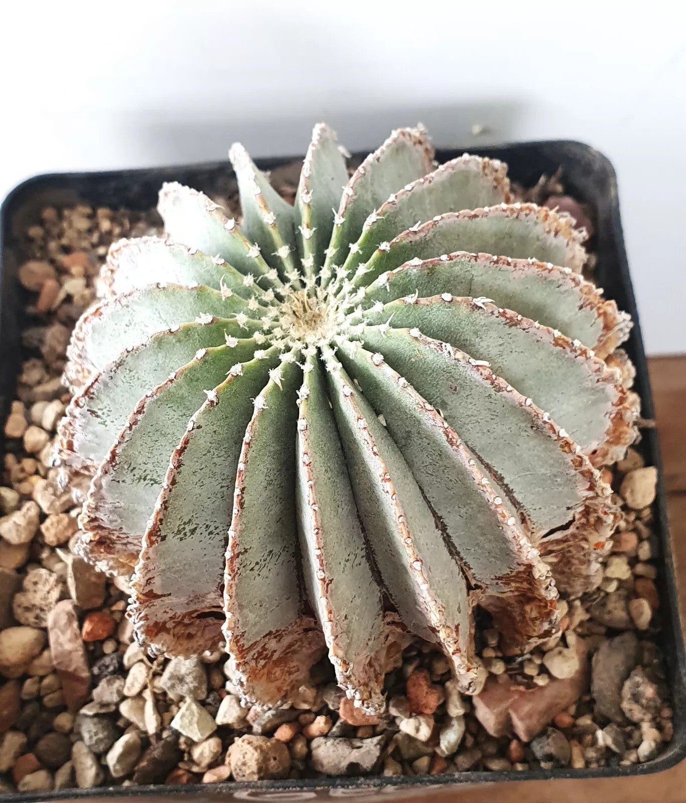 Mexican Geohintonia PLANT