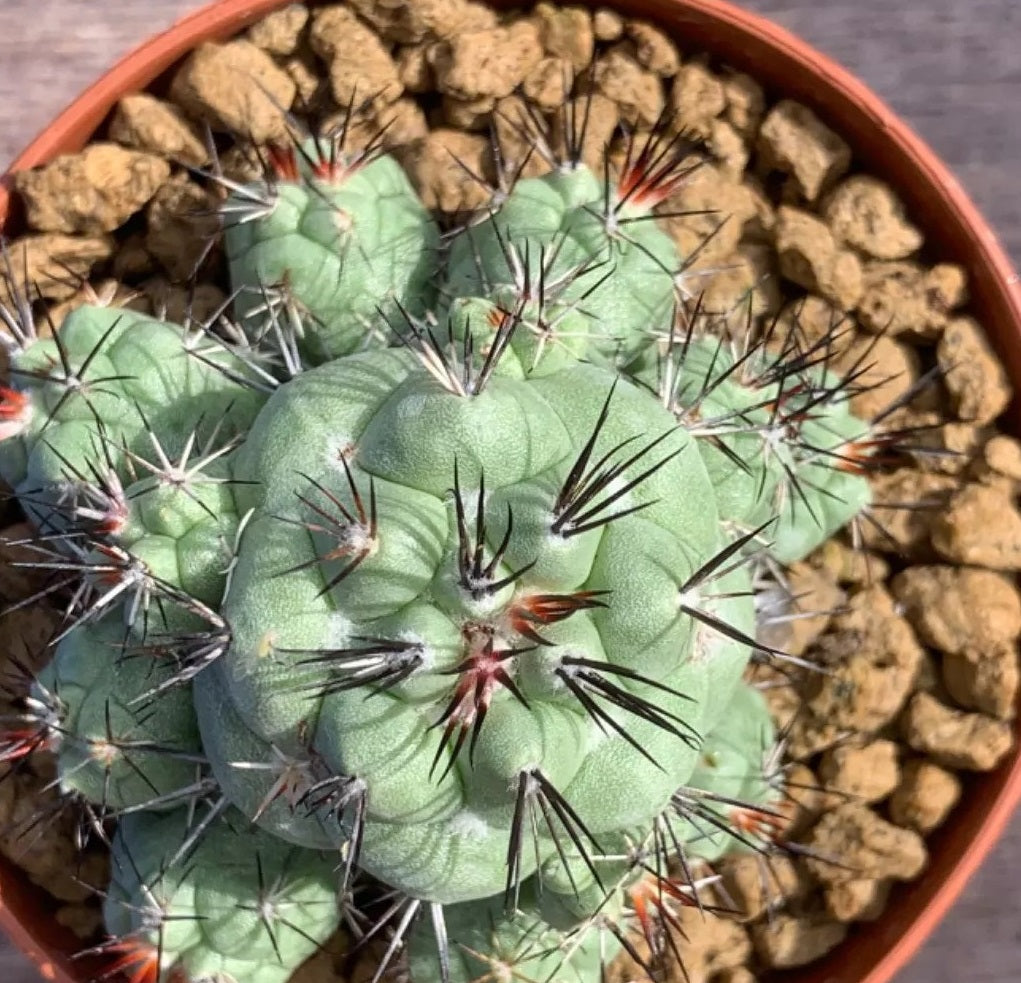 ORTEGOCACTUS MACDOUGALII PLANT