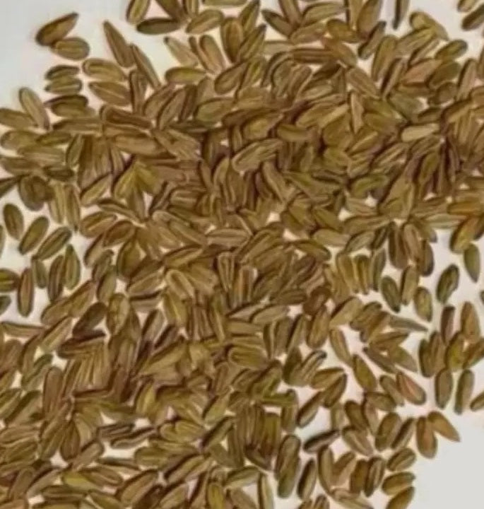 Pachypodium brevicaule subsp. leucoxanthum 10 Pieces Seeds