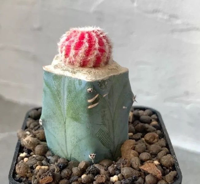 Discocactus Horst f. Pink (Gr) PLANT