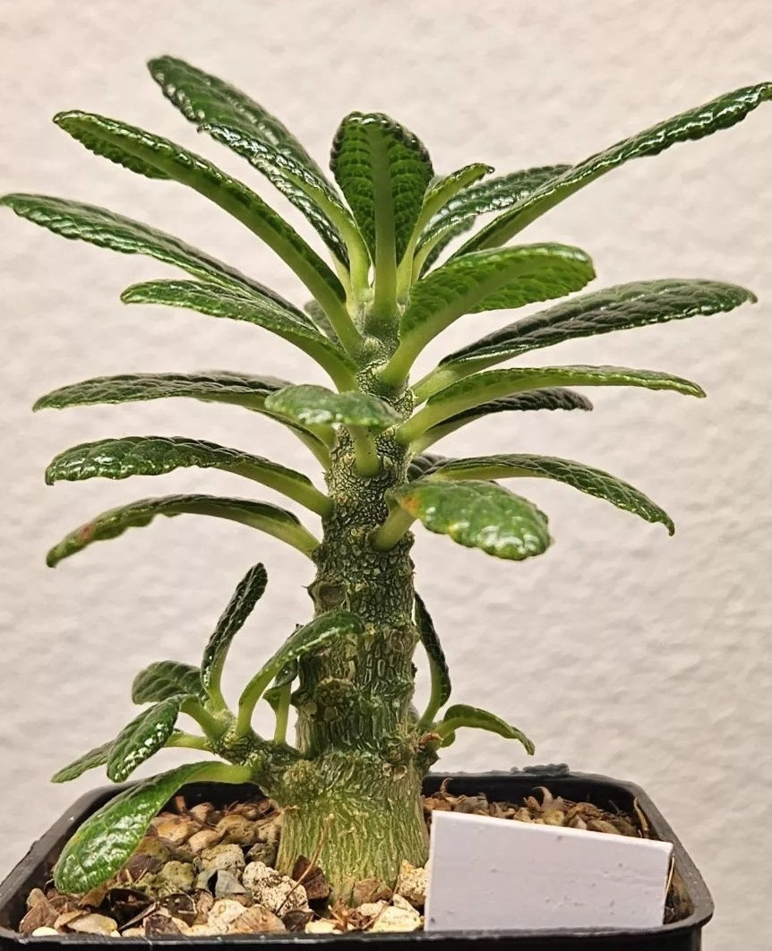 Dorstenia Gigas PLANT 2