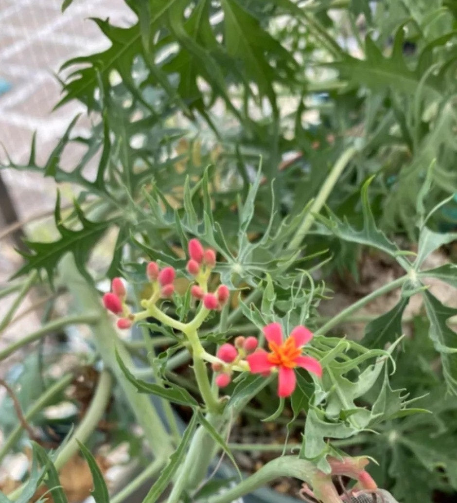 Jatropha berlandieri 10 Pieces Seeds