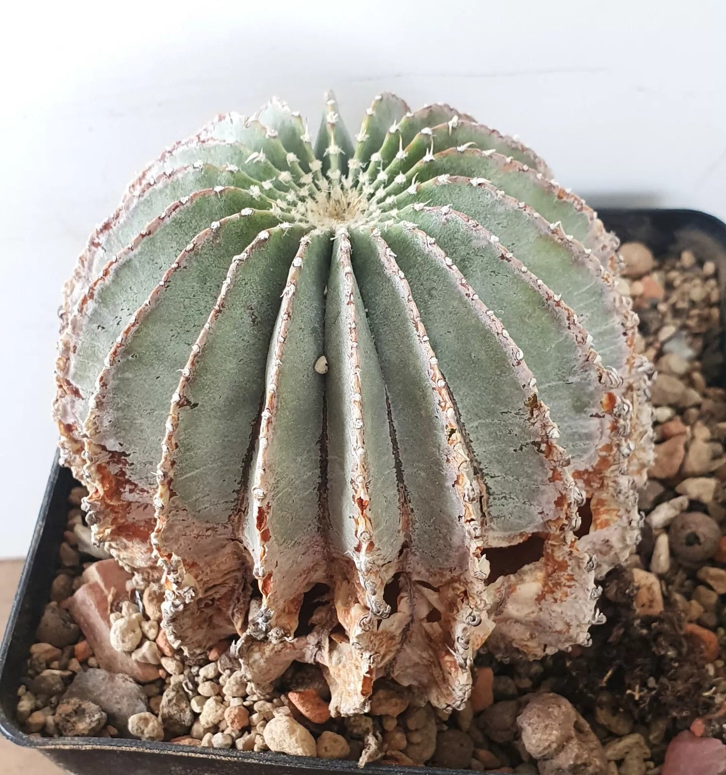 Mexican Geohintonia PLANT