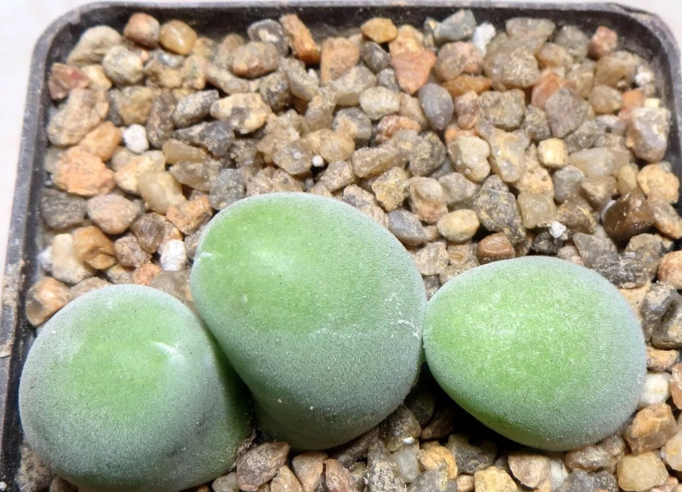 Muiria Hortenseae 2 PLANTS