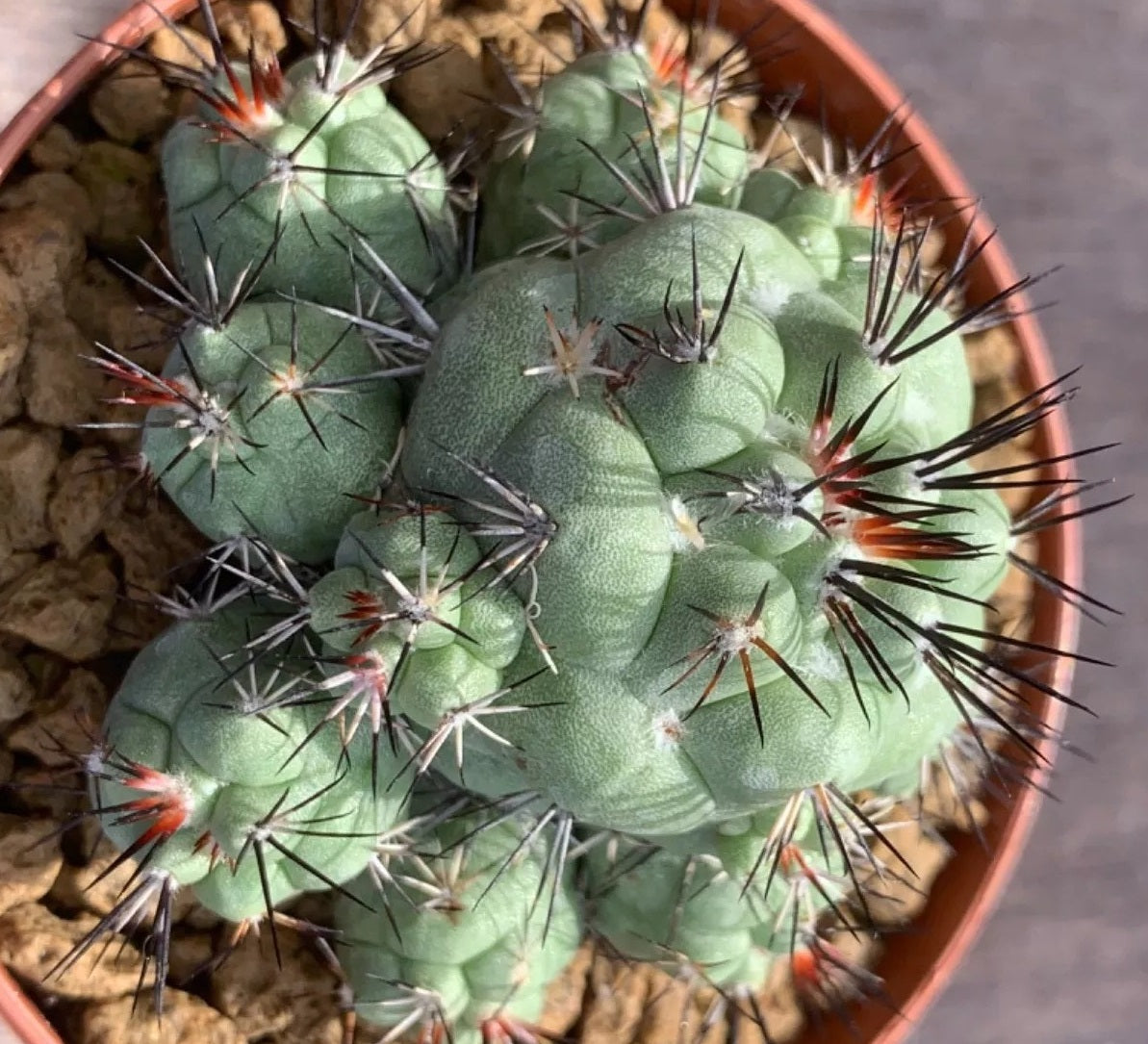 ORTEGOCACTUS MACDOUGALII PLANT