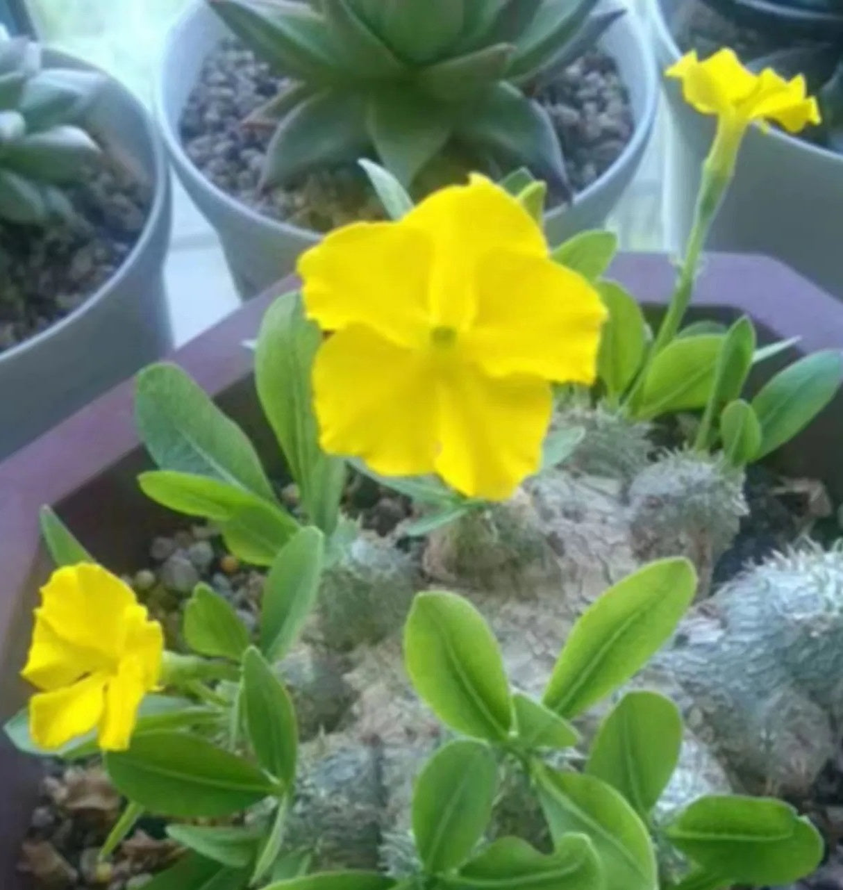 Pachypodium brevicaule subsp. leucoxanthum 10 Pieces Seeds