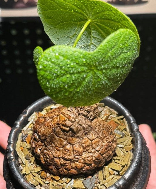 Stephania suberosa 5 Pieces Seeds