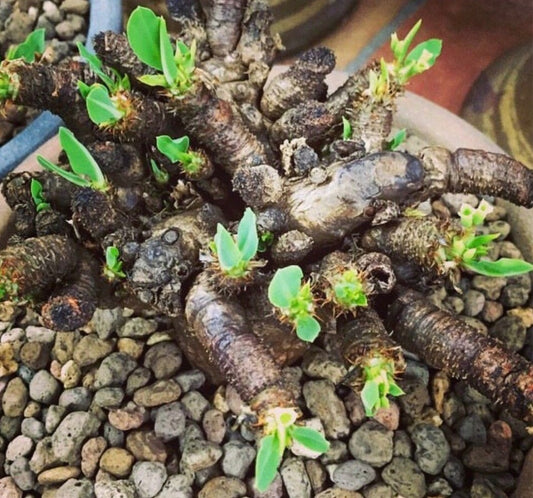 Euphorbia quartziticola 10 Pieces Seeds