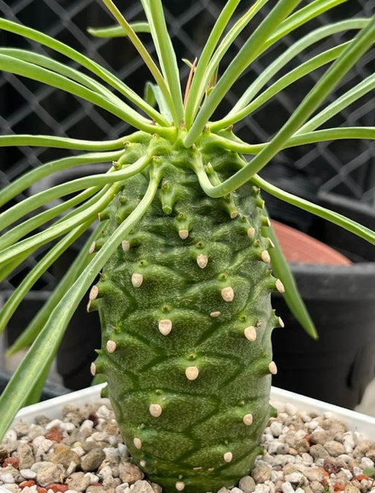 Euphorbia Monteroi 5 Pieces Seeds