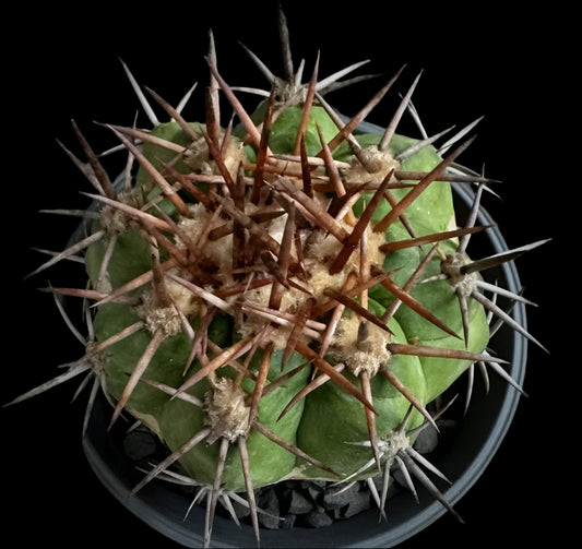 Copiapoa solaris 10 Pieces Seeds