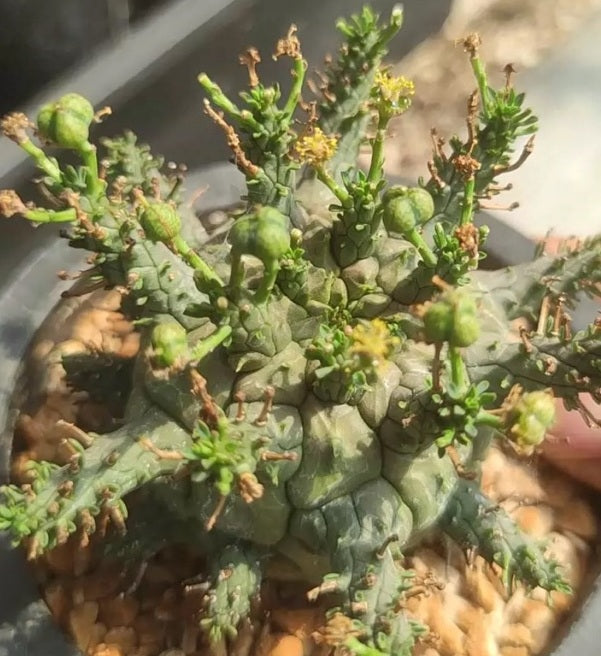 Euphorbia decepta 5 Pieces Seeds