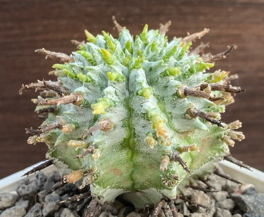 Euphorbia pugniformis 5 Pieces Seeds