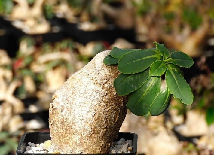 Euphorbia primulifolia v begardii 5 Pieces Seeds