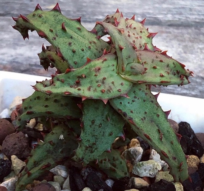Aloe castilloniae 10 Pieces Seeds
